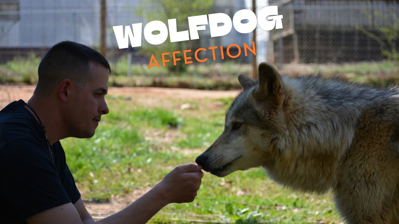 Wolves and Wolfdogs as Affectionate as Dogs?  Here's the Truth. | Lupine Grove |