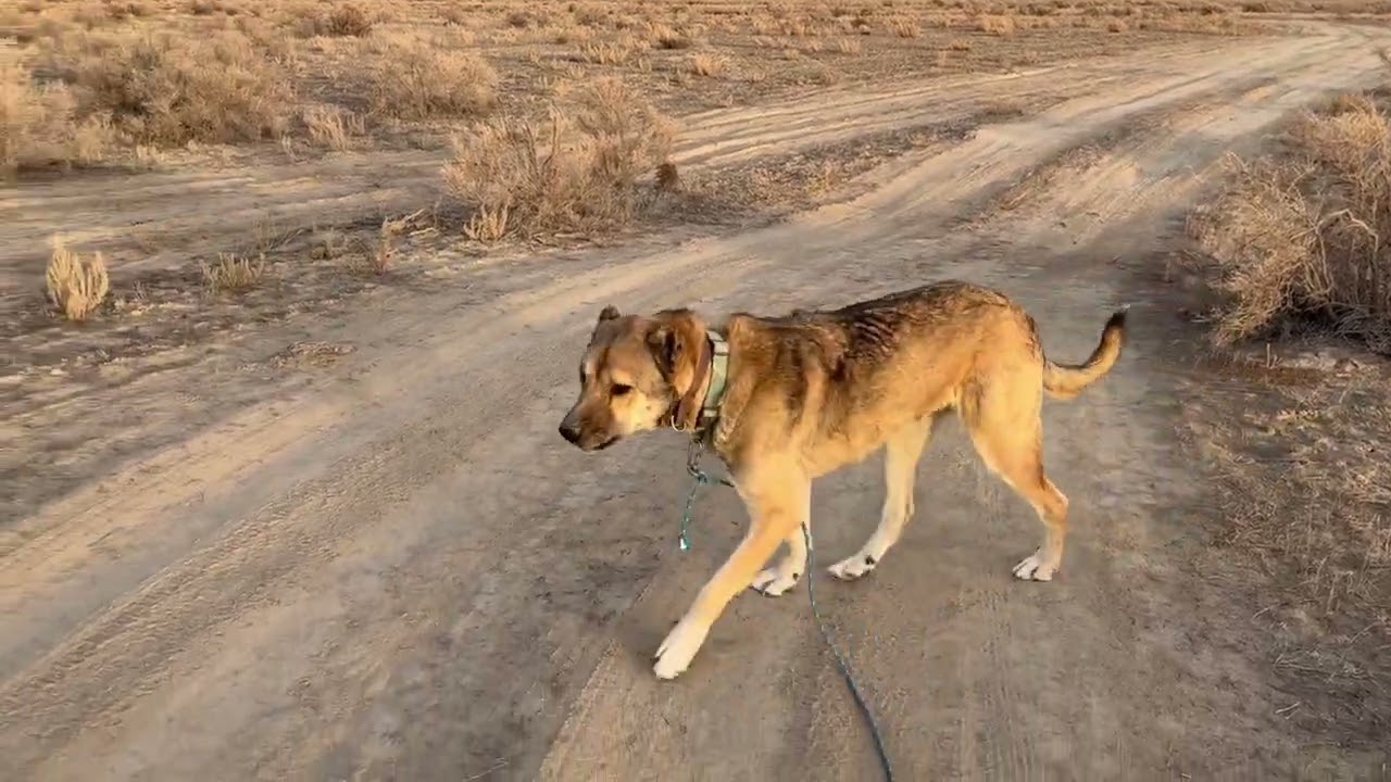 Bear@Landracefarmlgdrescue 