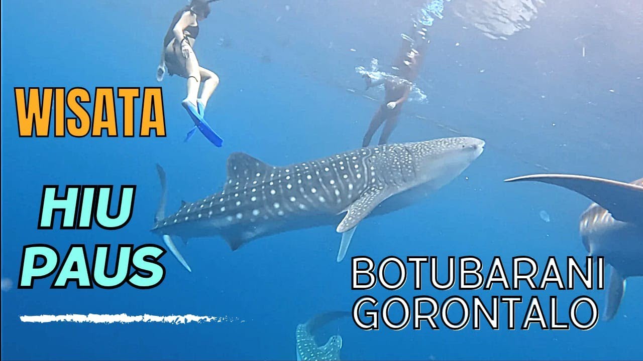 BERENANG BERSAMA HIU PAUS DI TELUK GORONTALO