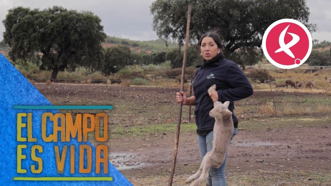 En la finca de Chabeli han parido 500 ovejas en un solo día | El campo es vida