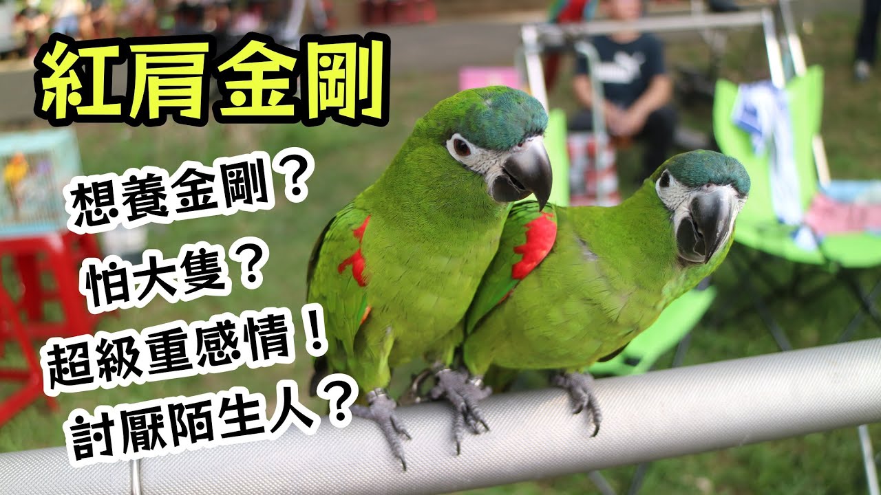 【鸚鵡藏經閣】認識紅肩金剛!想養金剛又怕大隻的最佳選擇!超級重感情!對陌生人不友善?EP.10| 精鵡瘋雲