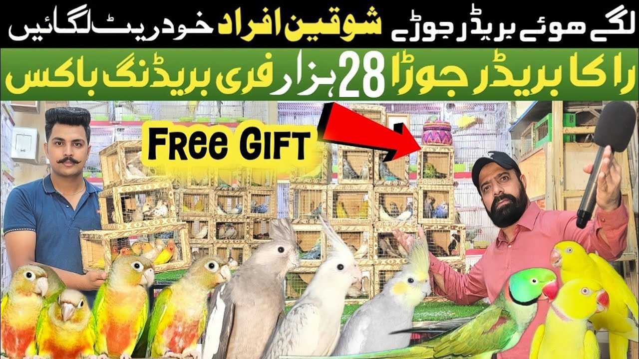 Sonu birds aviary | love birds and big birds 