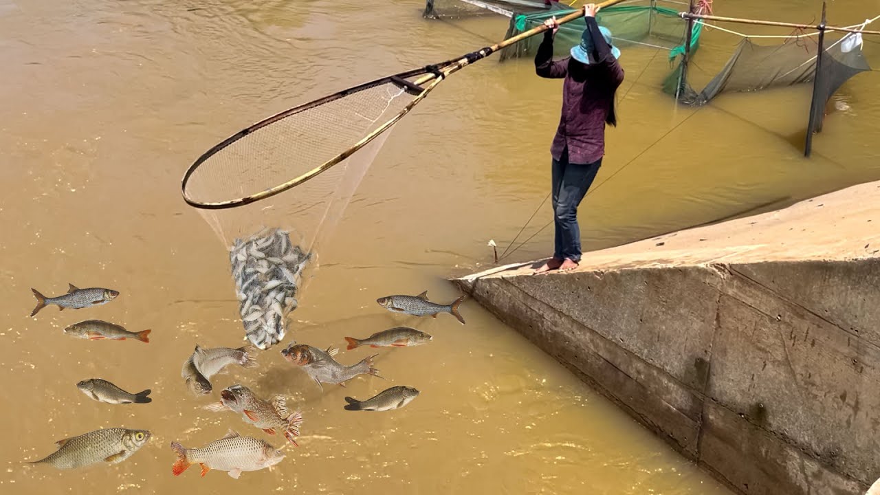 Real Life  Net Fishing In River At The Countryside(Episode 33)