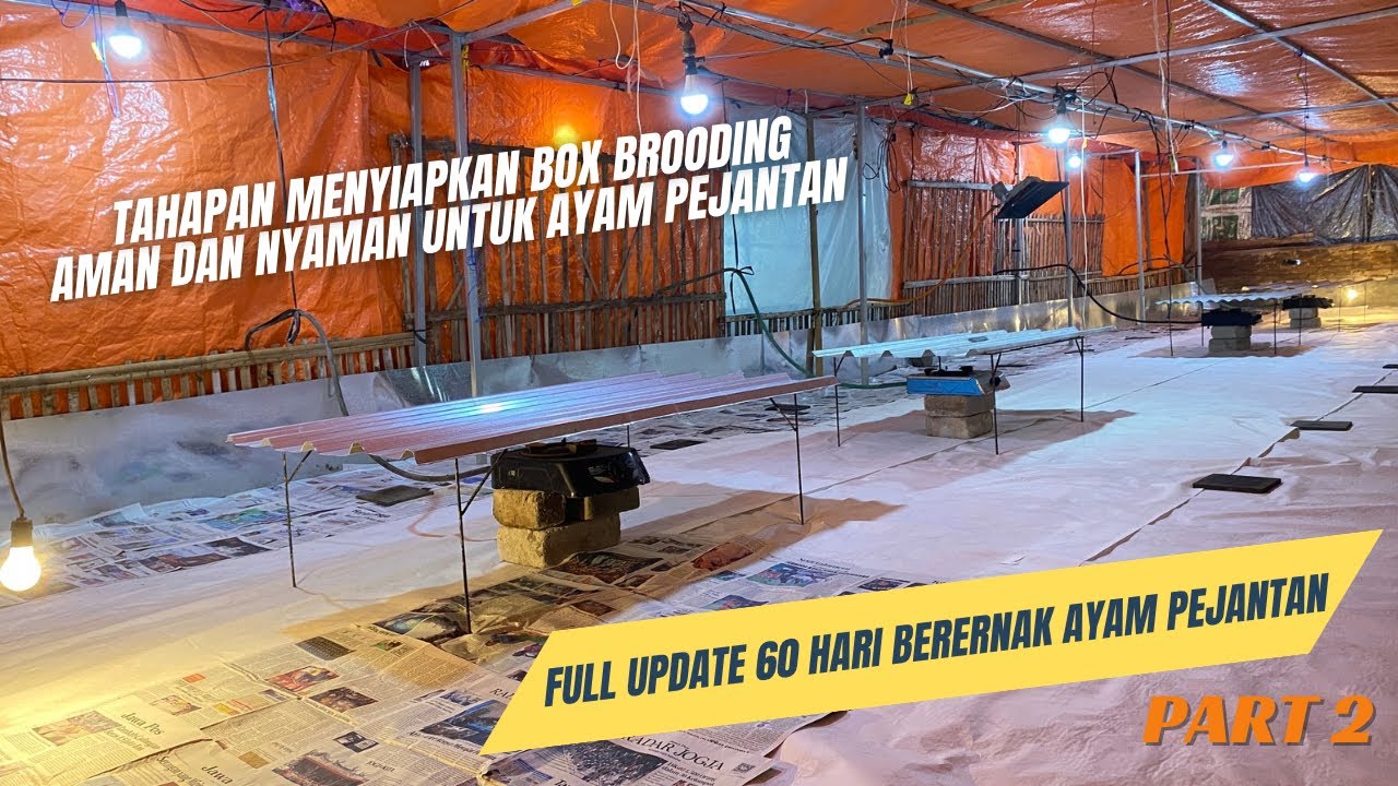 DAY 00 - TAHAPAN MENYIAPKAN BOX BROODING AYAM PEJANTAN - PART 2