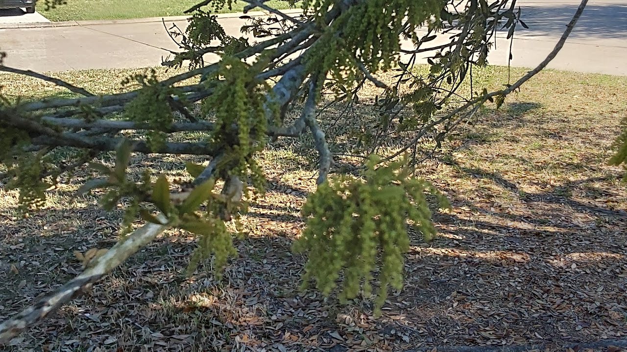 Cats and catkins