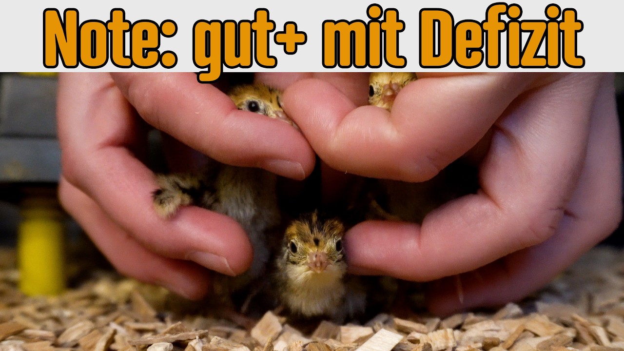 Mein Fazit: WACHTEL-SHOP Küken Schlupfergebnis Versandeier April 2025