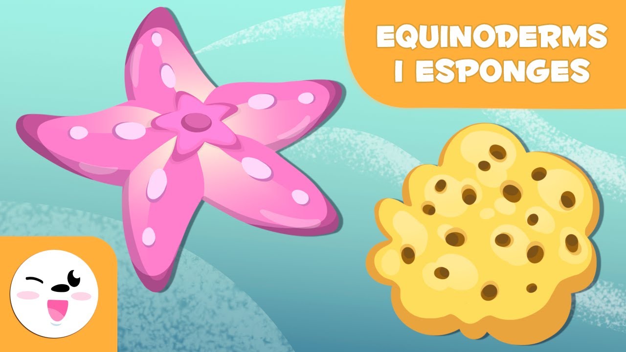Els equinoderms i les esponges - Animals invertebrats - Ciències naturals per a nens en català