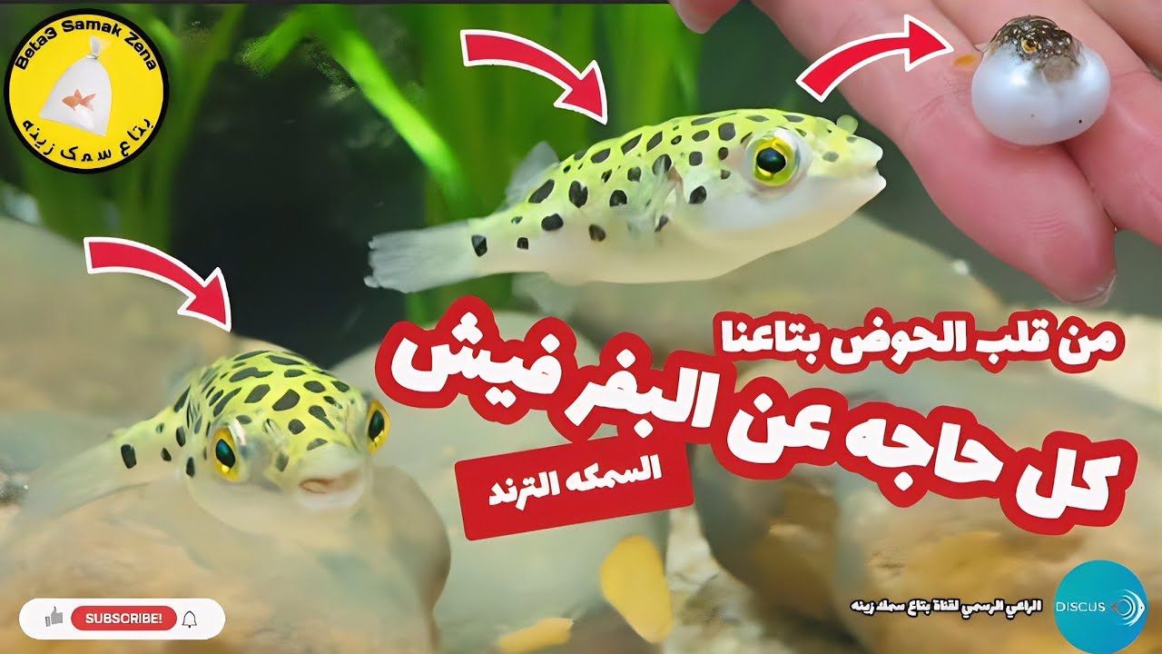 كل شئ عن سمكة البفر أو البالونه أو المنفوخه
