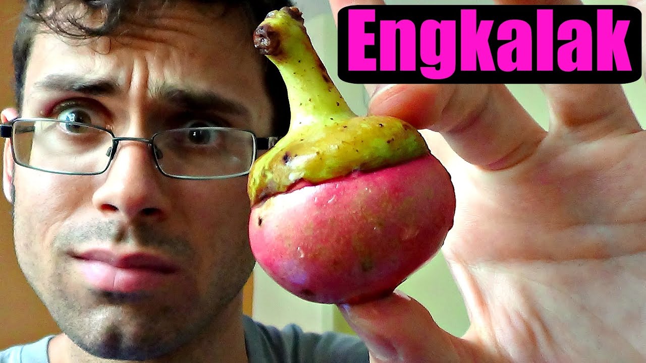 Engkala Review (Litsea garciae) - Weird Fruit Explorer Ep. 145
