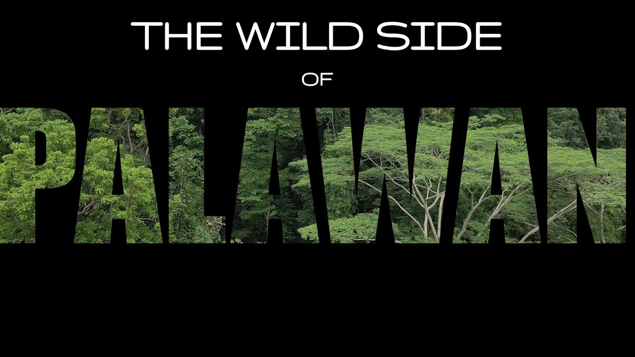 The wild side of Palawan, Philippines