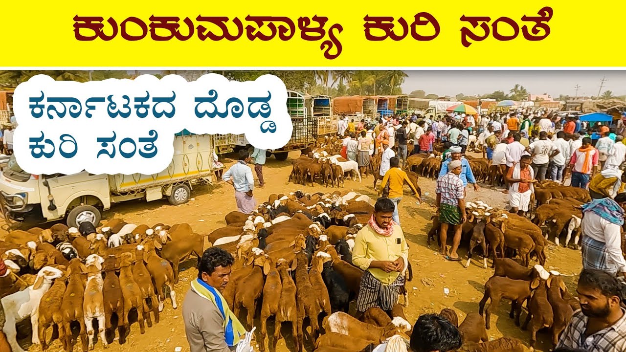 Kukkanapalli santhe - Big sheep market in Karnataka 