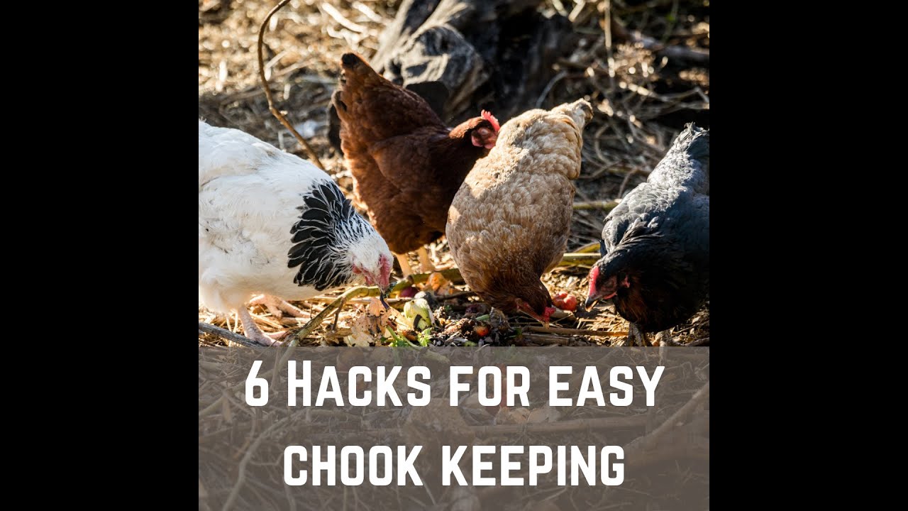 6 Hacks for Easy Chook Keeping
