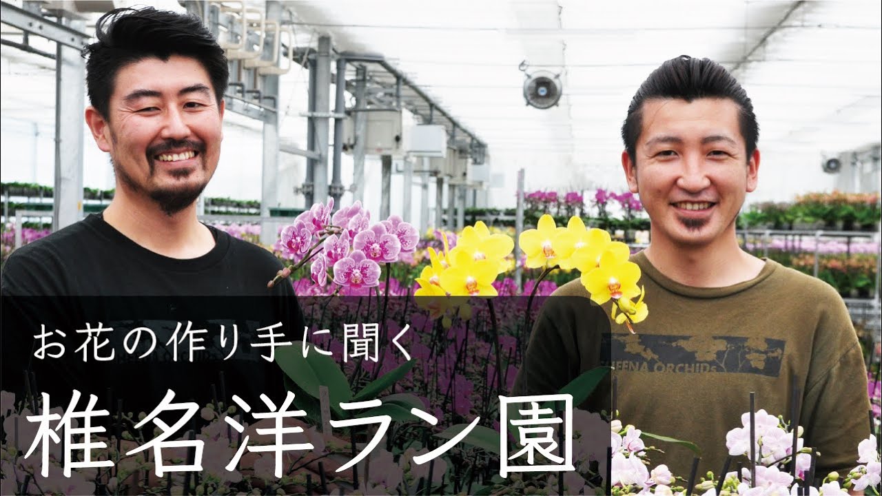 【胡蝶蘭のつくり手に聞く】椎名洋ラン園　お花の生産者インタビュー（千葉県）