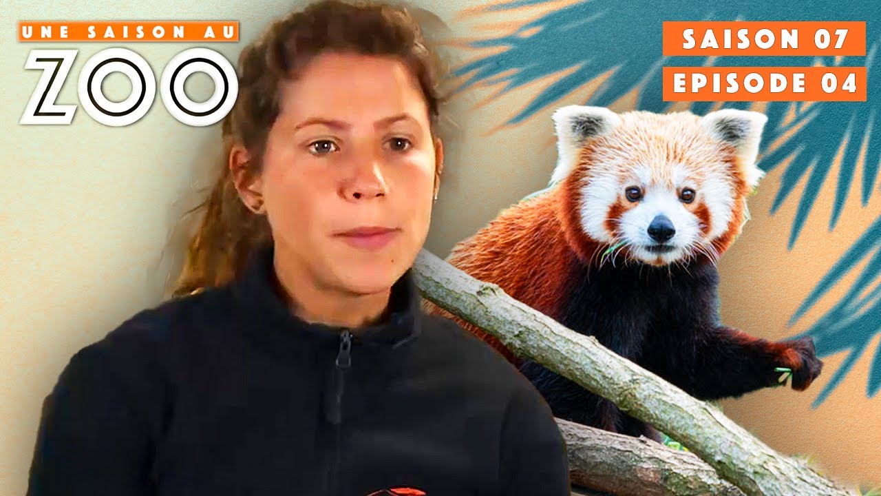 Bérénice Vermifuge les Pandas Roux ! | S07EP04 | Émission Intégrale | Une Saison Au Zoo
