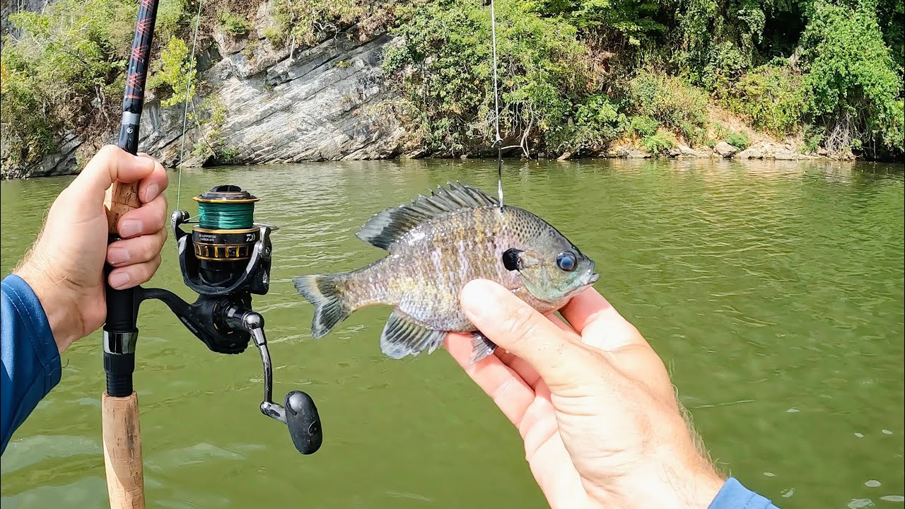Live Bait + Light Tackle = INSANE Flathead Action!