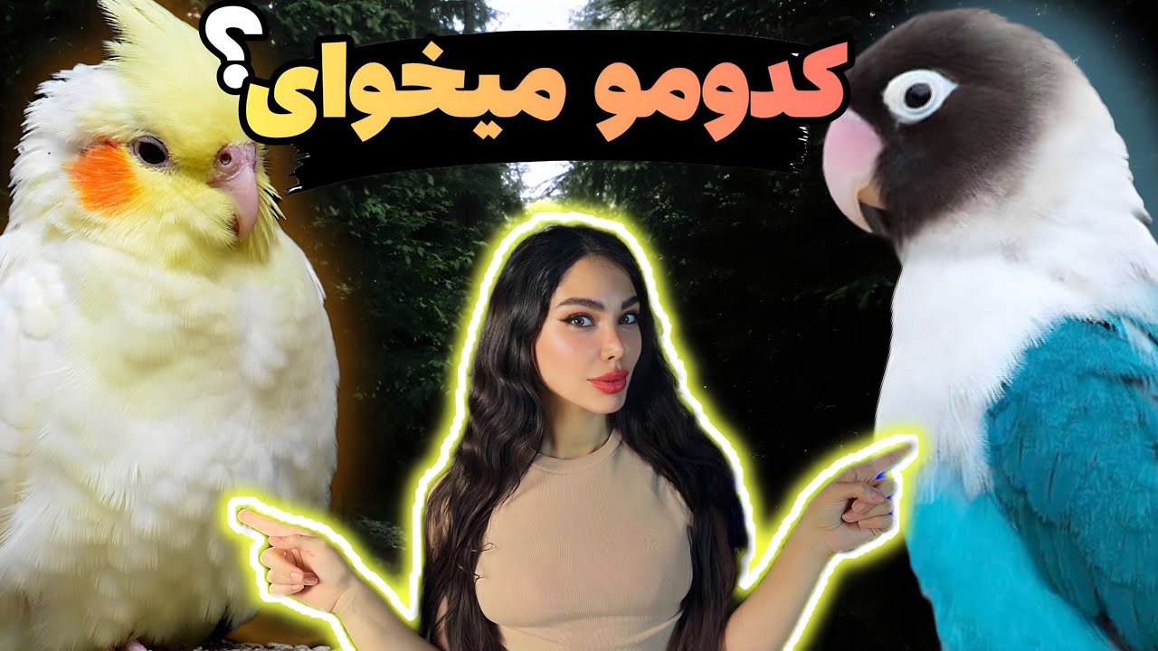 عروس هلندی یا طوطی برزیلی🧐 کدومو میخوای ؟