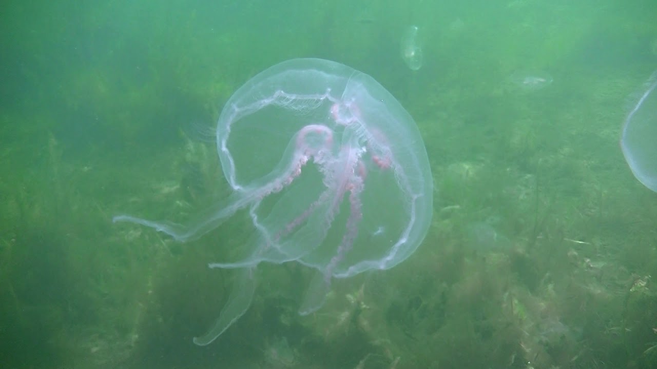 DID 2019 Žahavci - Didaktika A - Centrum biologie, geověd a envigogiky