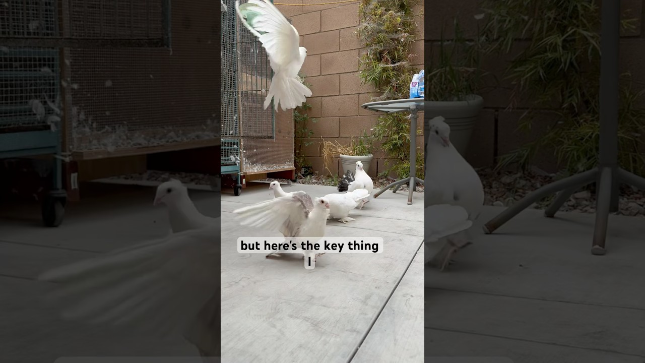 I LET ALL MY PET BIRDS FLY FREE #bird #pigeon