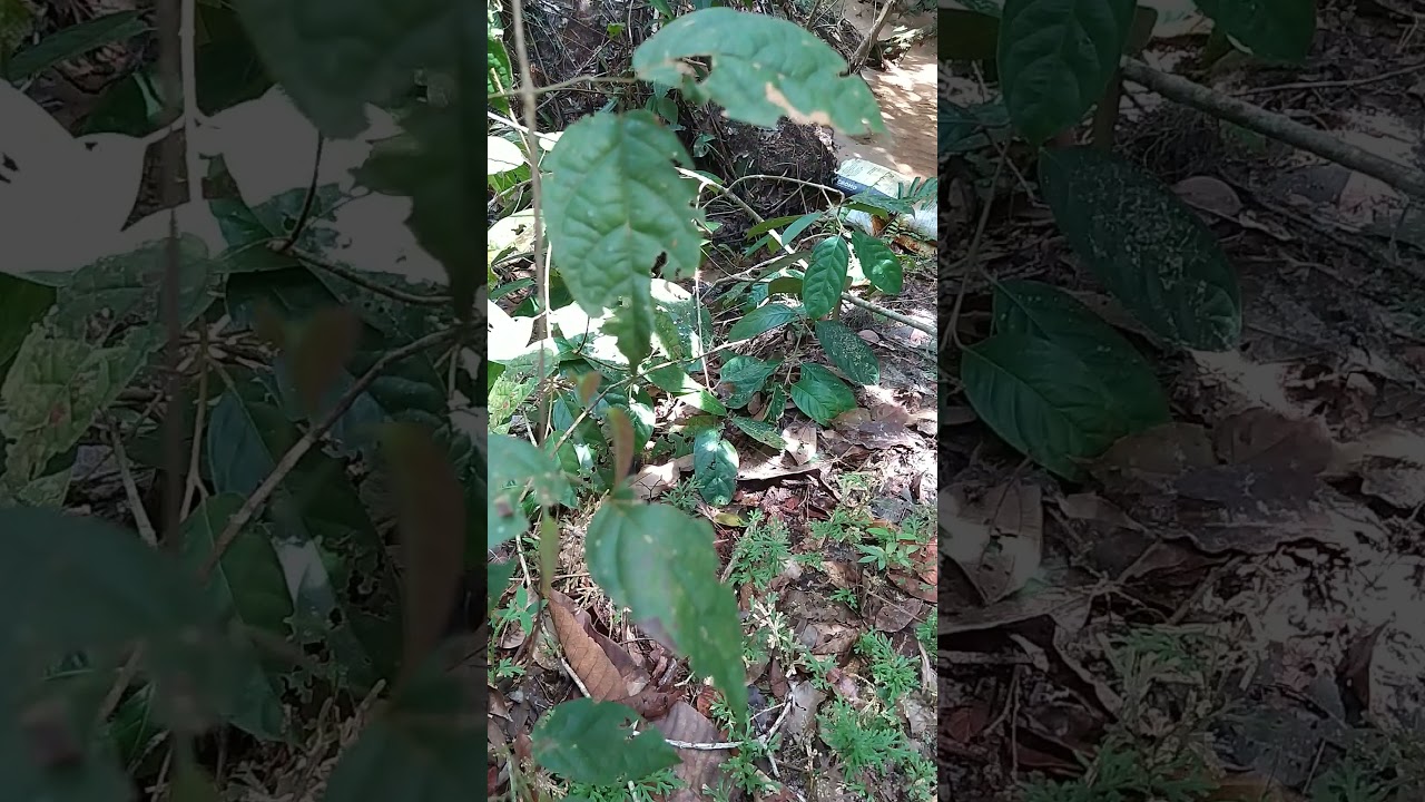 troquei o óleo da minha roda de água ZM 44