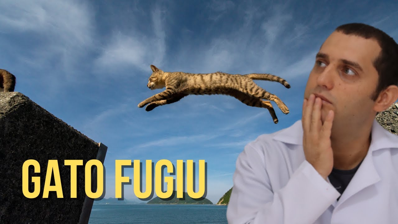 Quando o gato foge ele volta ?