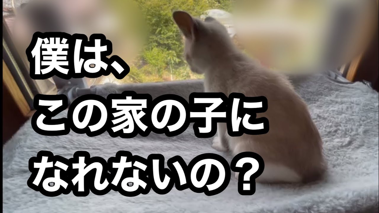 保護猫トライアル。先住猫が子猫を受け入れません！先の見えない日々&hellip;