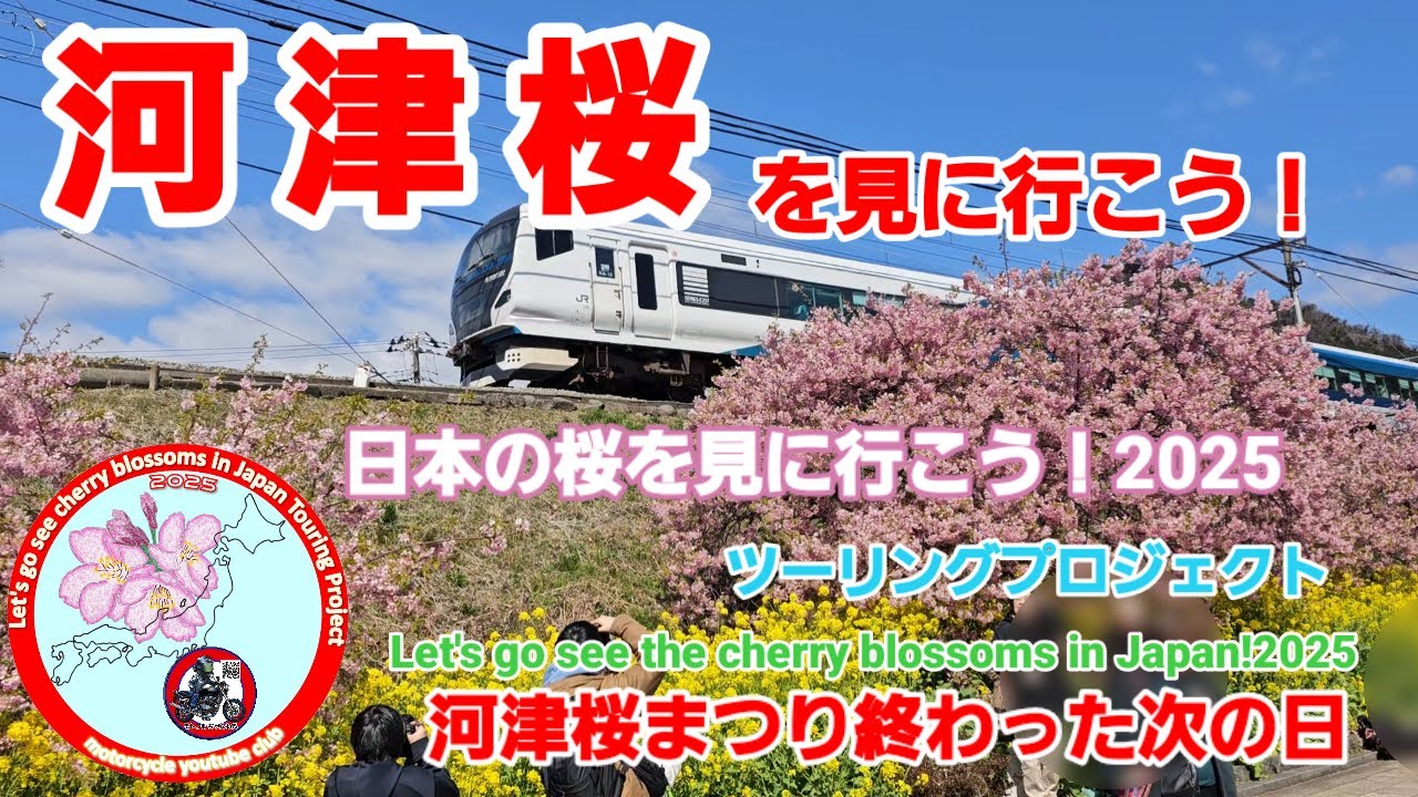 河津桜まつり終わった後に～日本の桜を見に行こう❗ツーリングプロジェクト 2025