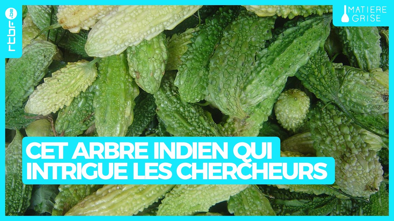 Margousier : cet arbre indien qui intrigue les chercheurs - Matière Grise