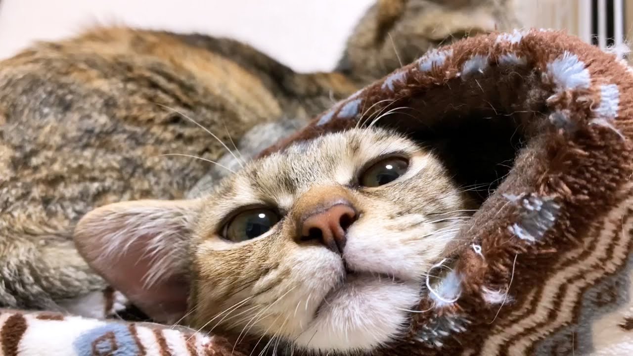 お姉ちゃん猫に上から乗られても寝床をキープし続ける子猫　Kitten secures a bed