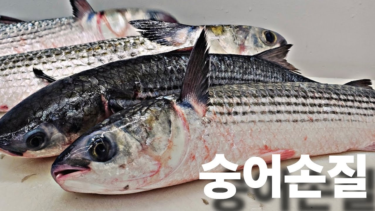 겨울철 가장 맛있는 숭어회/숭어손질 #생선손질 