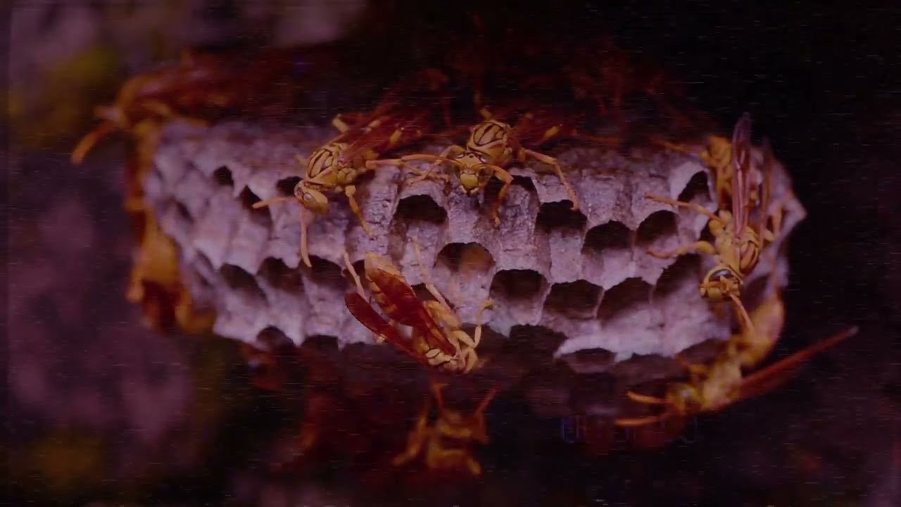 shake hands with danger (𝘀𝗹𝗼𝘄𝗲𝗱 + 𝗿𝗲𝘃𝗲𝗿𝗯)