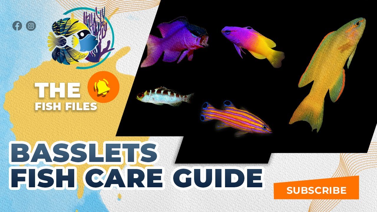 The Fish Files: Basslets Fish Care Guide