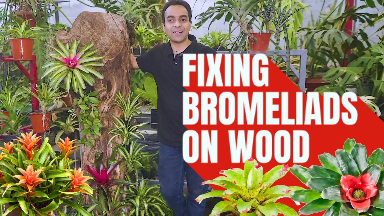 Bromeliad tree trunk DIY Will Blow Your Mind! | Bromeliads & Air Plants Display Done Right. #plants