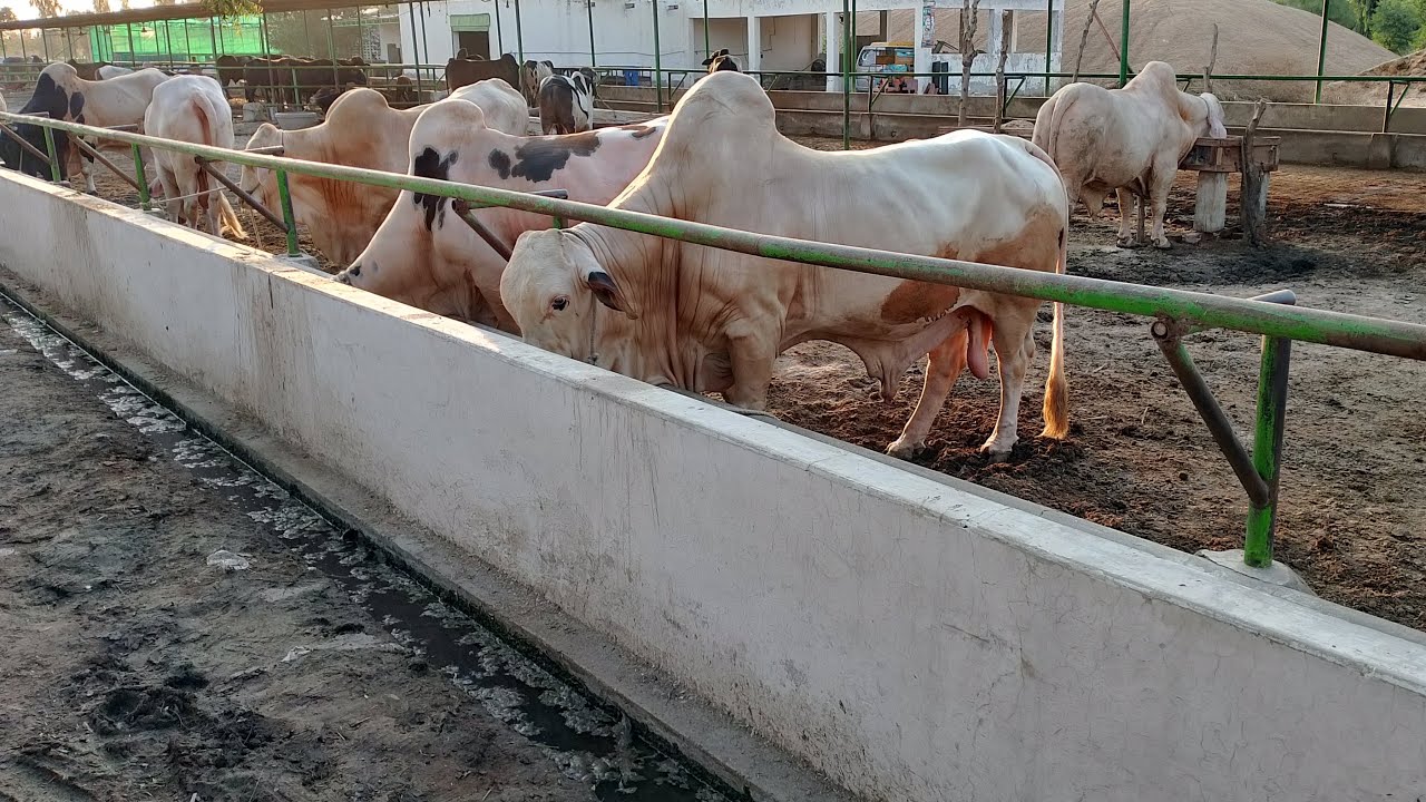 Evening in Cattle Farm || AnimalsVideos 360