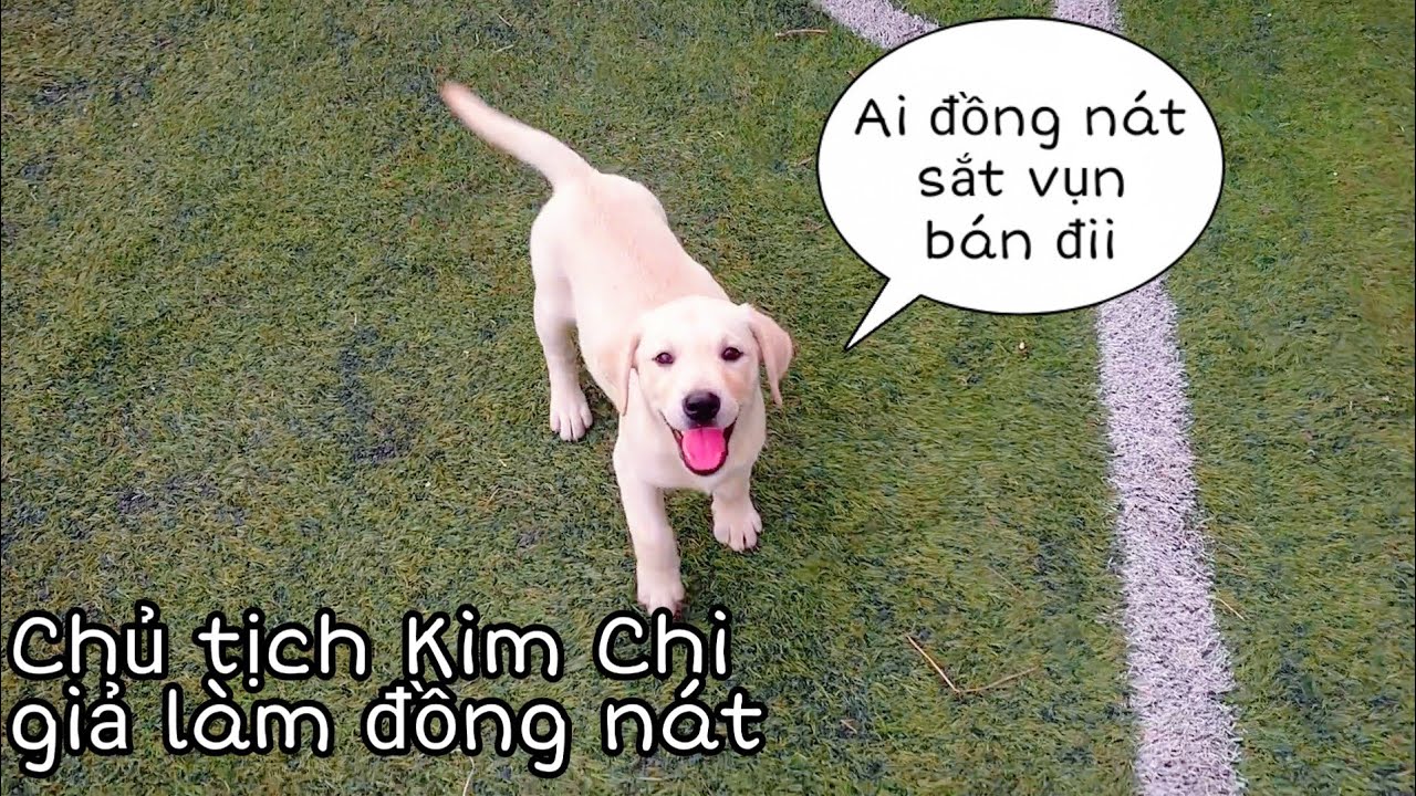 Củ Cải Kim Chi dạo chơi công viên, Kim Chi học nghề lượm ve chai