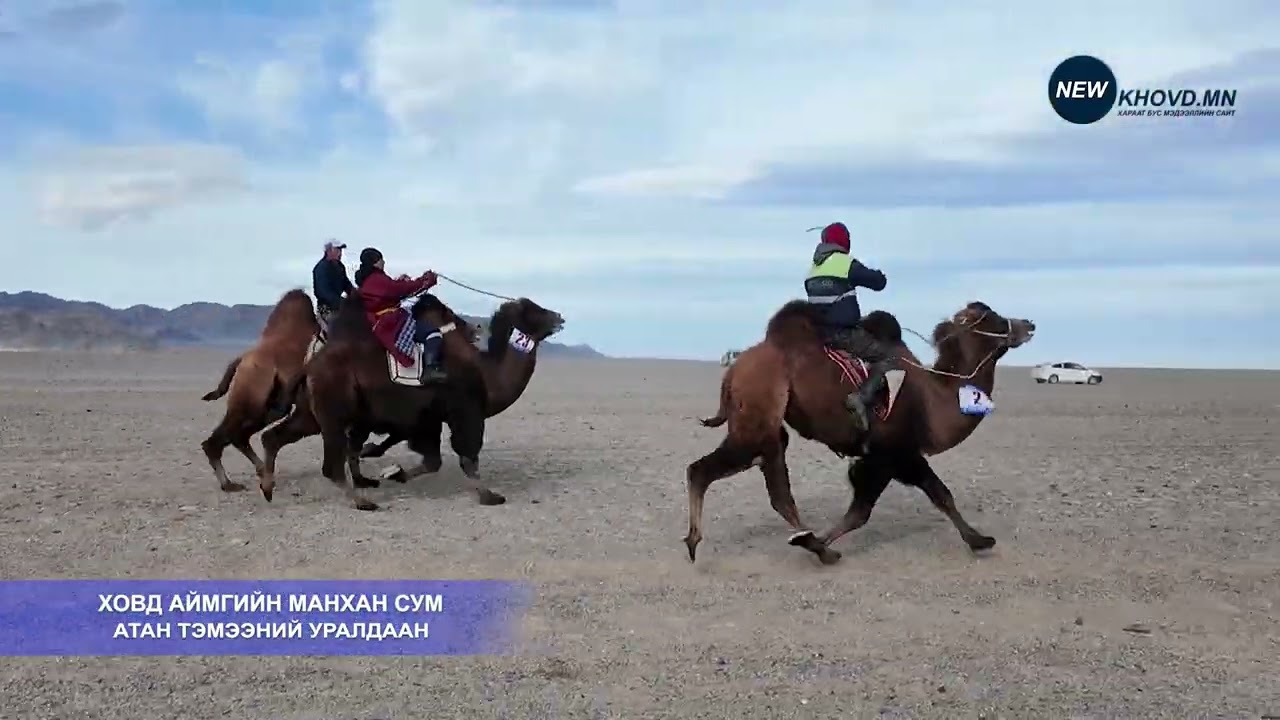 Ховд аймгийн Манхан сум. 2025 оны Атан тэмээний уралдаан