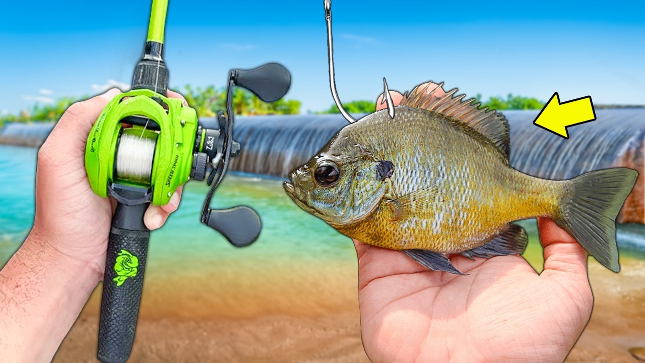 LIVE BAIT Fishing Challenge (Multi-Species)