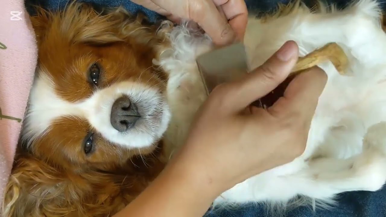 【ブラッシングとマッサージ】キャバリア　ココちゃん　９歳の女の子　