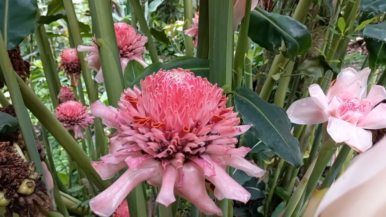 UN JARDÍN DEDICADO A DIOS, MUY HERMOSO 💚 . muchas plantas que no conocía
