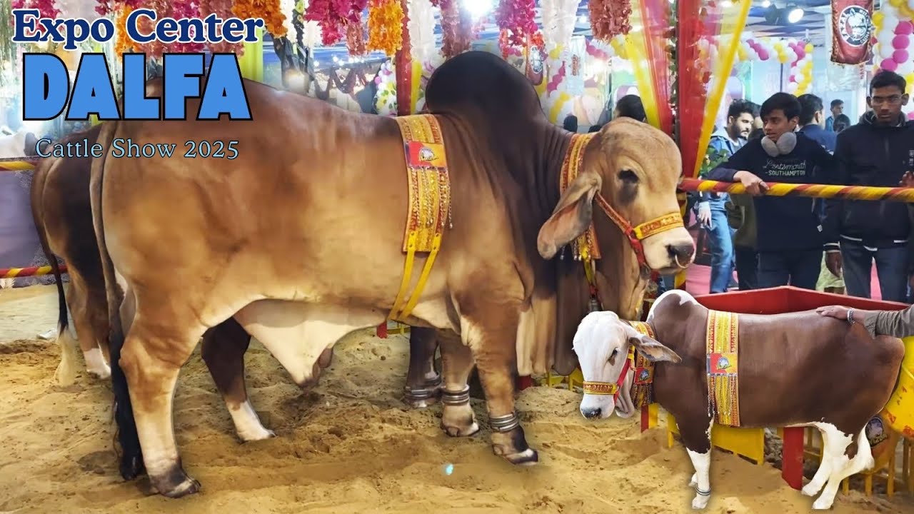 Dalfa Cattle Show 2025 Heavy Bulls & Cow Breeds at Karachi Expo Center