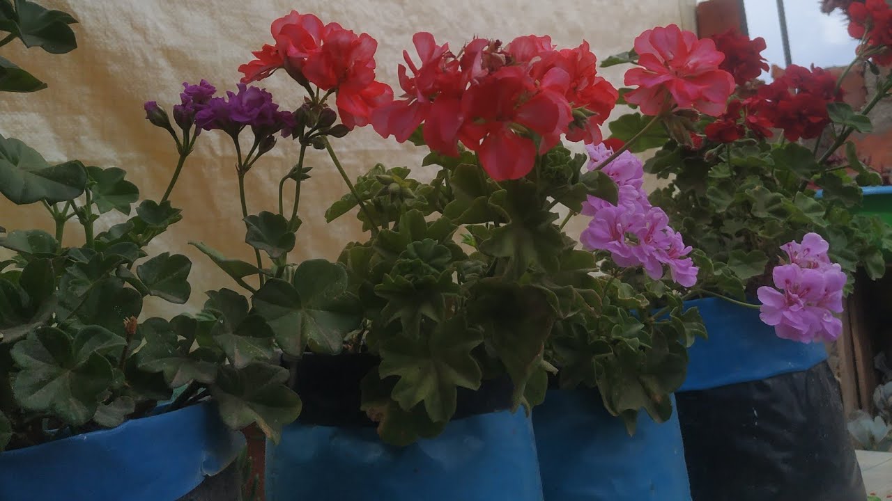 como tener geranios hiedra rellenos de ramas y flores