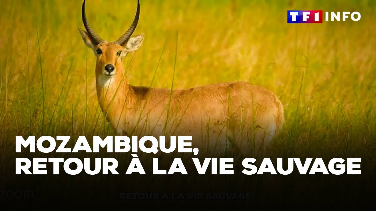 ZOOM - Mozambique, retour à la vie sauvage