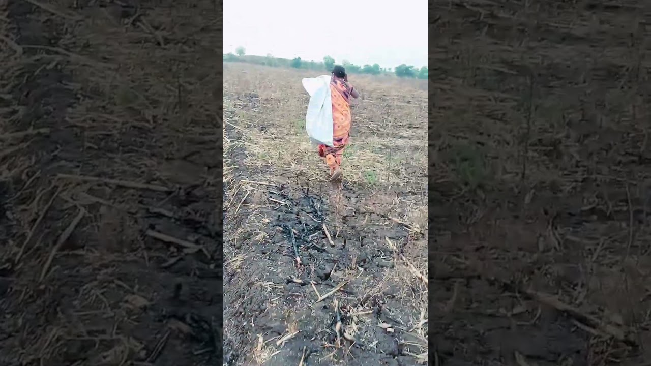 होळीच्या गौऱ्या आम्ही कशा केल्या जमा## होळीच्या गौर्या कुठून आणल्या#🌾 आशिया आहे तब्येत# 😲😲🤷‍♀️🤷‍♀️