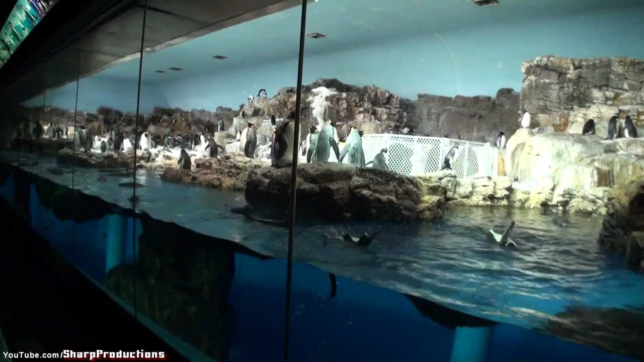 Penguin Encounter at SeaWorld Orlando