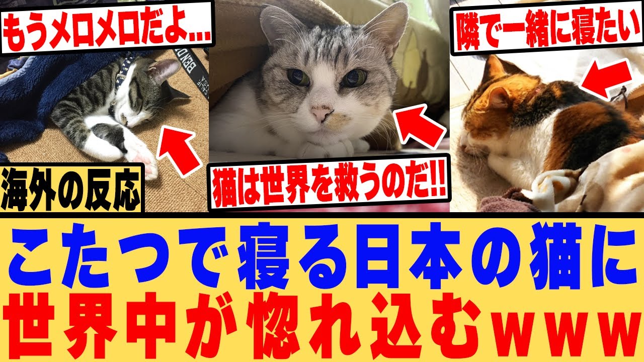 【海外の反応】「こたつ日本の猫のためにある！」こたつでぬくぬく寝る日本の猫の動画に世界中が惚れるwww