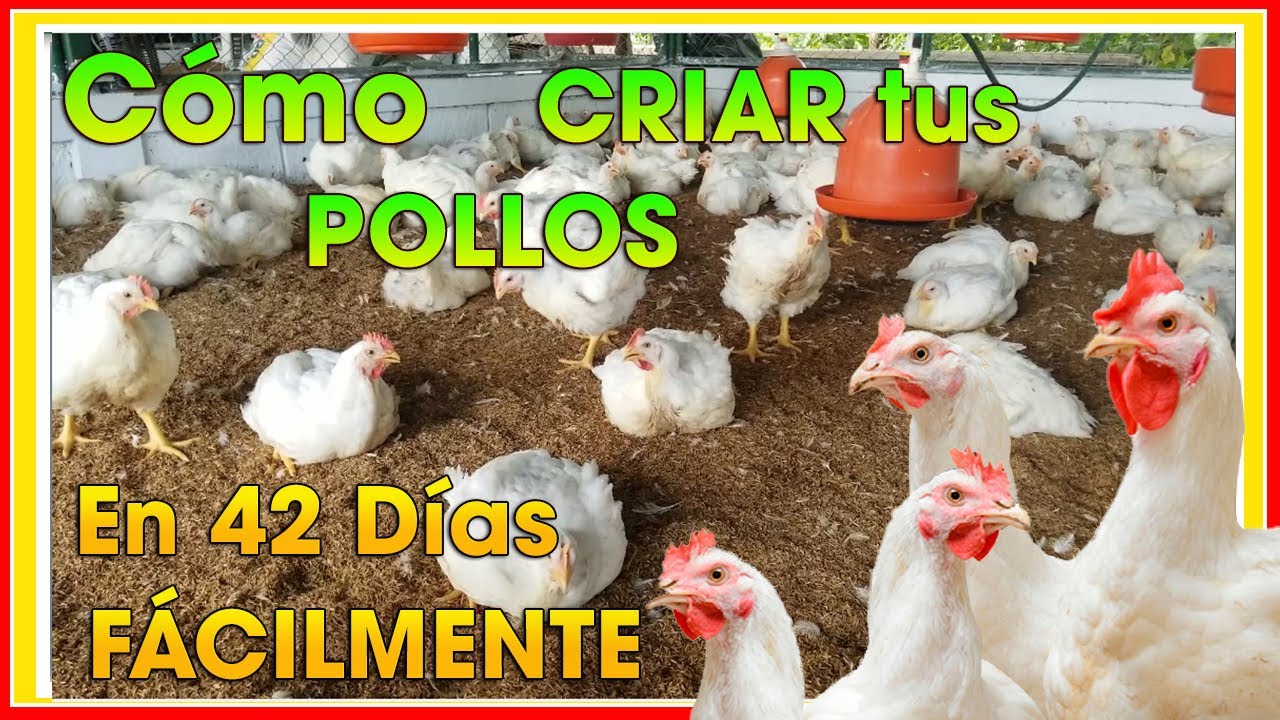 CÓMO criar POLLOS de engorde en 42 días ǀ Ing  Jannin Hernández Blandón