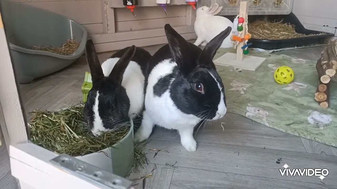 🫂 Bonding Guest's, 💖Freya 💖Opal 💙 Harry 💖 Blackberry