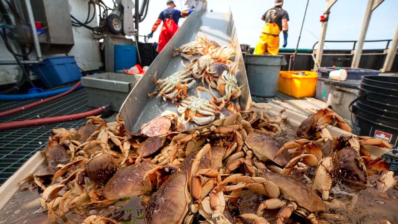 Awesome Commercial  Crabbing Trap Under  Deep Sea  - A Lot of Live Crabs Are Caught on the Boat