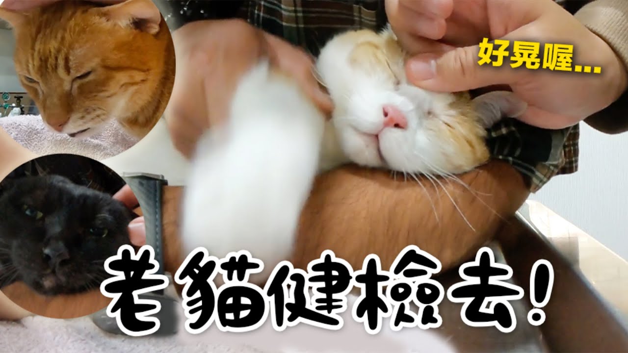 【黃阿瑪的後宮生活】老貓健檢去！Soso被說肌肉很多！