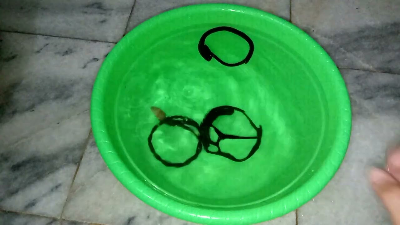 review akar Bahar dan menjelaskan cara memilih akar Bahar yang bagus