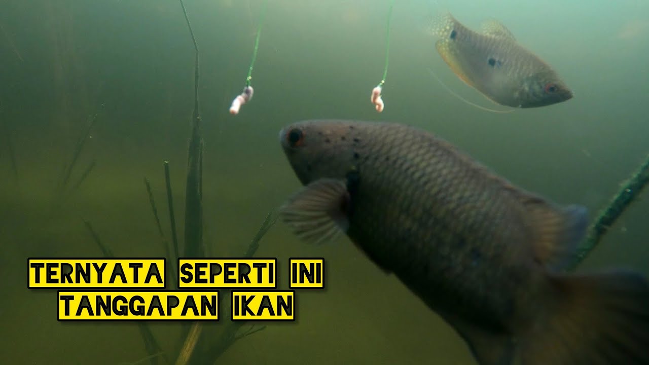 Melihat reaksi ikan didalam air ketika mancing dengan umpan cacing